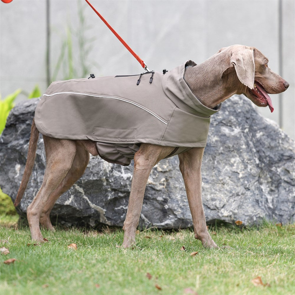 Weimaraner mit Softshell-Hundemantel beim Spaziergang