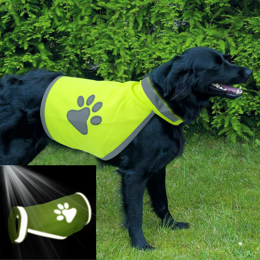 Schwarzer Hund trägt die neongelbe reflektierende Warnweste im Garten